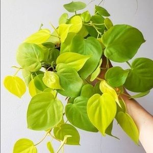 Neon Philodendron Cutting